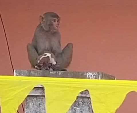 కుక్కపిల్లను చేరదీసిన కోతి