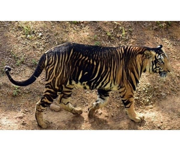 సిమ్లిపాల్ అడవుల్లో అరుదైన నల్ల పులుల సందడి
