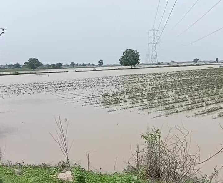 నరుకులపాడు పత్తి చేలో వర్షపు నీరు - Udayam
