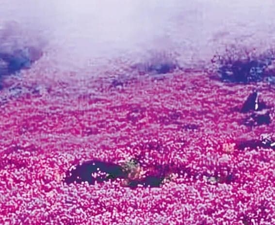 నీలికురింజి ముందే పూసిందా
