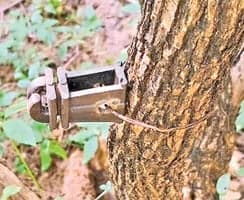అడవిలో వేటగాళ్ల విద్యుత్తు ఉచ్చులు