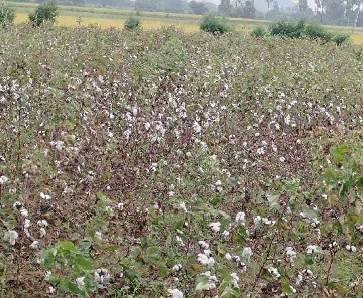 అర్నబ్ తుఫానుతో పత్తి రైతుల్లో ఆందోళన - Udayam
