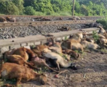 రైలు ఢీకొని వంద గొర్రెలు మృతి