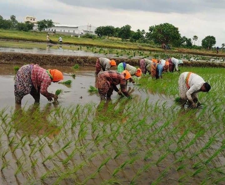 నల్గొండ జిల్లాలో ఊపందుకున్న వరి నాట్లు - Udayam