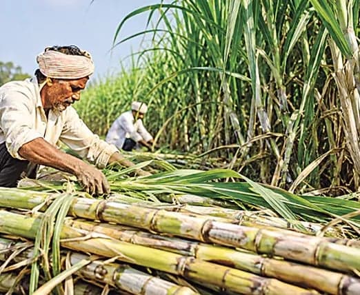 5 నిమిషాల్లో 2 లక్షల చెరకు మొలకల బుకింగ్‌