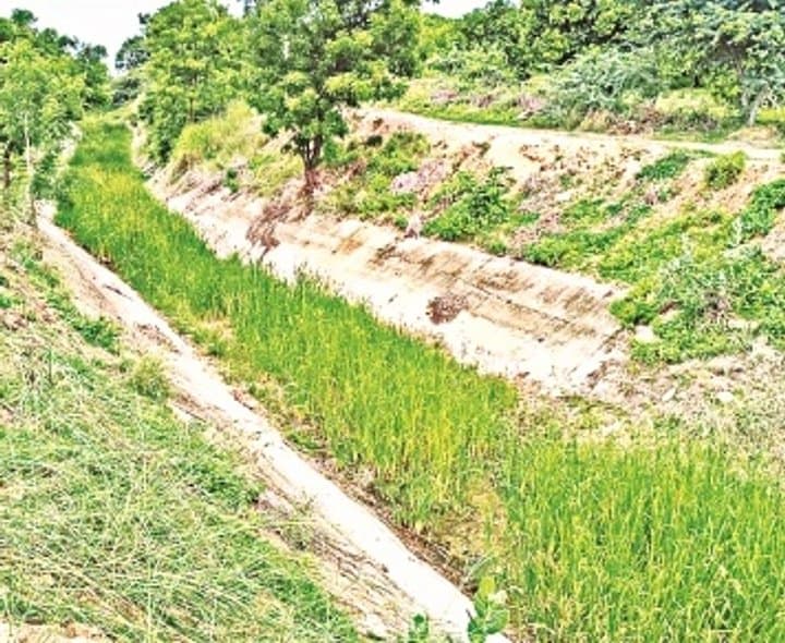 భీమా కాల్వల్లో జమ్ము, బురదతో సాగునీటికి ఆటంకం - Udayam Digital