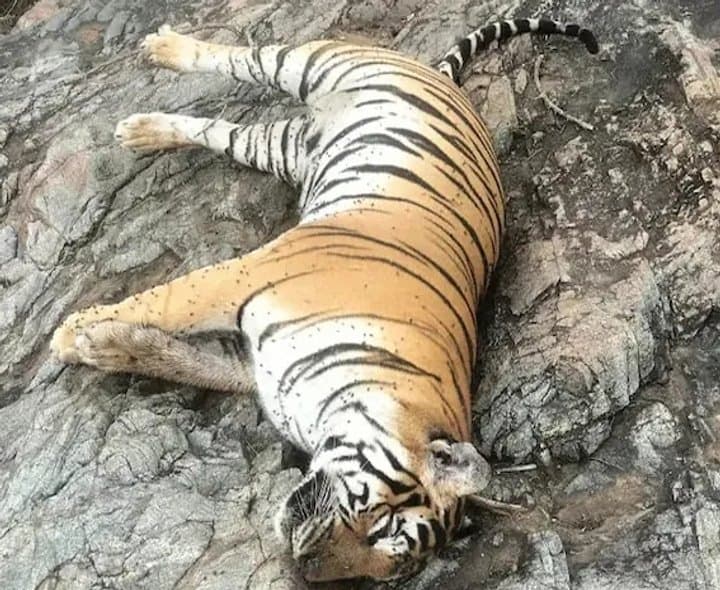 తీవ్రగాయాలతో పులి మృతి