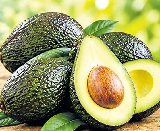 అందుబాటు ధరలో అవకాడో