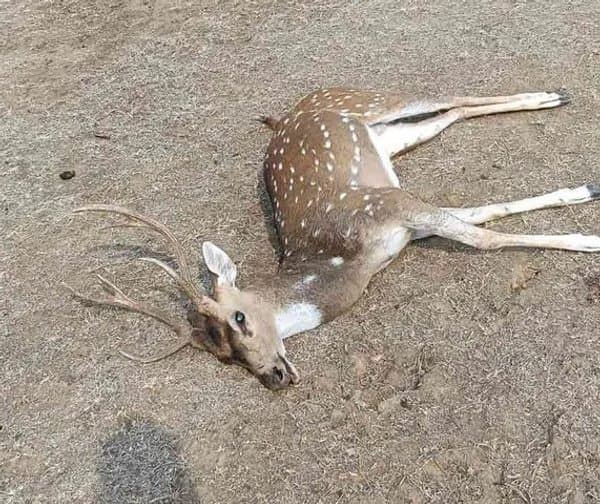 పొలంలో జింక మృతి: చంపేశారా.. చనిపోయిందా?