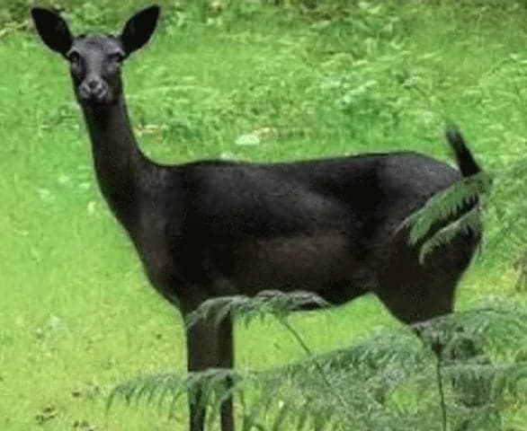కుర్సియాంగ్ అడవుల్లో మరో నల్లజింక