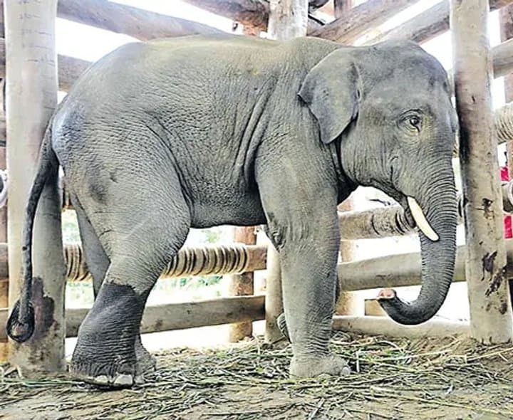 అడవి ఏనుగును పట్టిన అటవీశాఖ