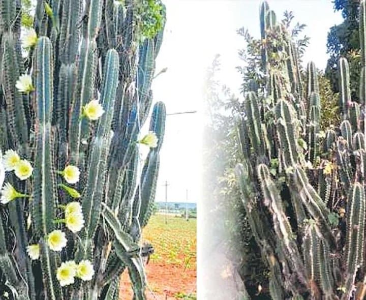 కోలజెమ్మెడుతో రైతులకు కొత్త ఆదాయం