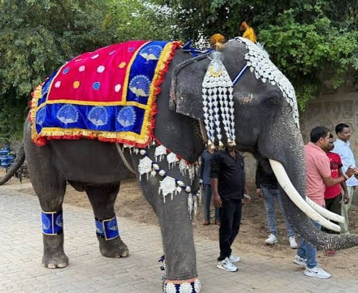 రూ.62 లక్షల ఆభరణాలతో 'ఏనుగు' ర్యాంప్‌వాక్‌