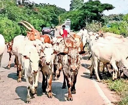 అమ్రాబాద్‌ పొడ పశువులు - Udayam