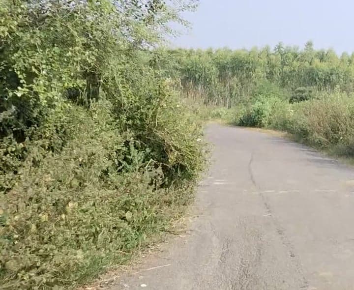 రహదారిపై ముళ్లపొదలతో ప్రమాదం - Udayam