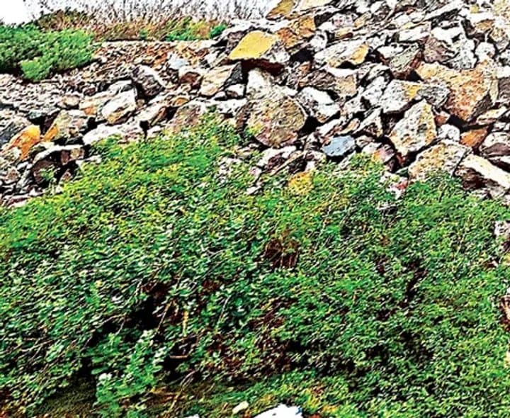ప్రాజెక్టు కాలువల రాళ్ల అక్రమ రవాణా