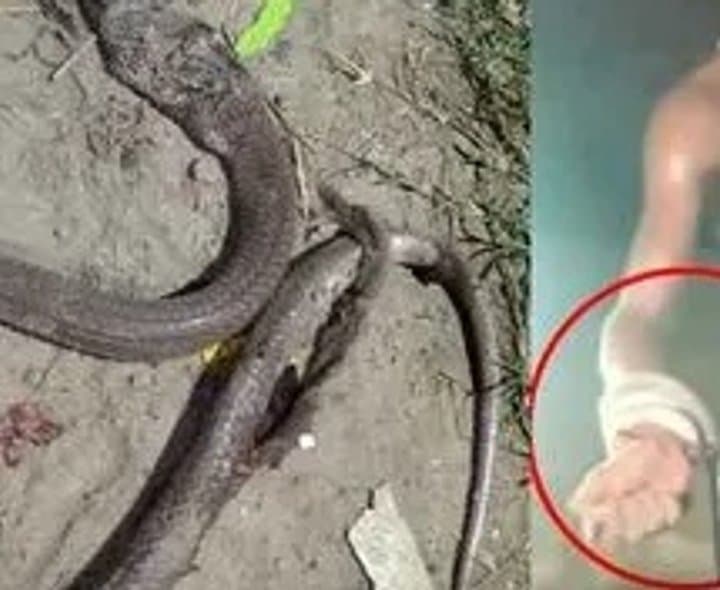 కాటేసిన పామునే కొరికిన యువకుడు