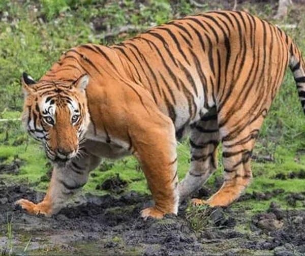 ఏలూరు జిల్లాలో పులి భయం: గ్రామస్తులకు అటవీ శాఖ హెచ్చరిక - Udayam Digital