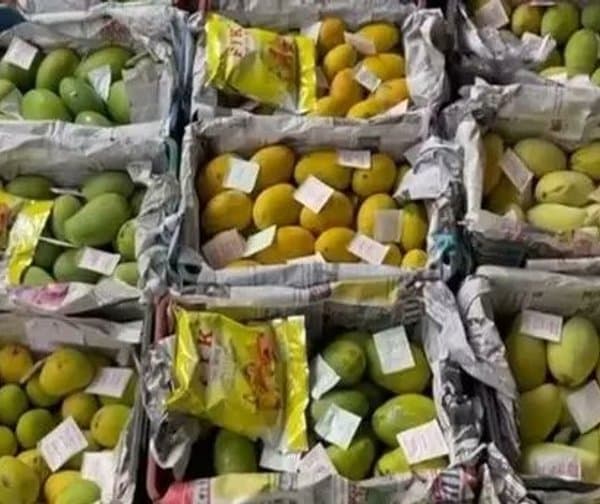 తోటపురి మామిడి రైతులకు కేంద్రం పెద్ద పీట