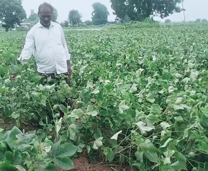 వాయుగుండం ప్రభావంతో నేలకొరిగిన పత్తి - Udayam