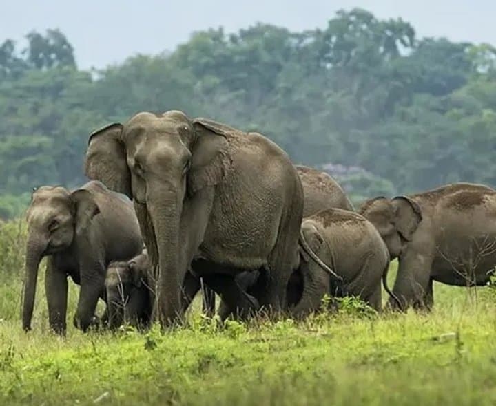 విజయనగరంలో ఏనుగుల గుంపు సంచారం 