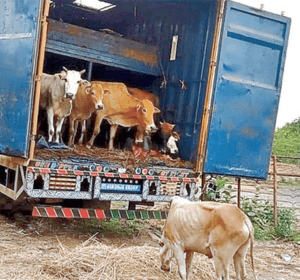 అక్రమంగా గోవులను తరలిస్తున్న వాహనం సీజ్: పోలీసుల మెరుపు తనిఖీలు