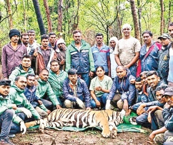  పట్టుబడిన మనుషులను హతమార్చిన పులి