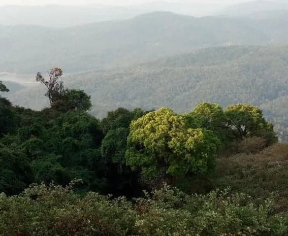 కస్తూరి రంగన్‌ నివేదికపై వ్యతిరేకత