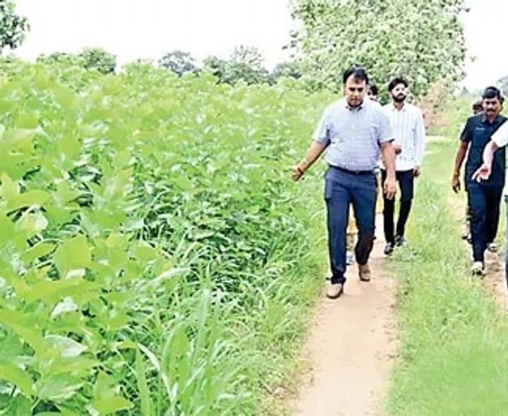 మల్బరీ సాగుకు ప్రోత్సాహం