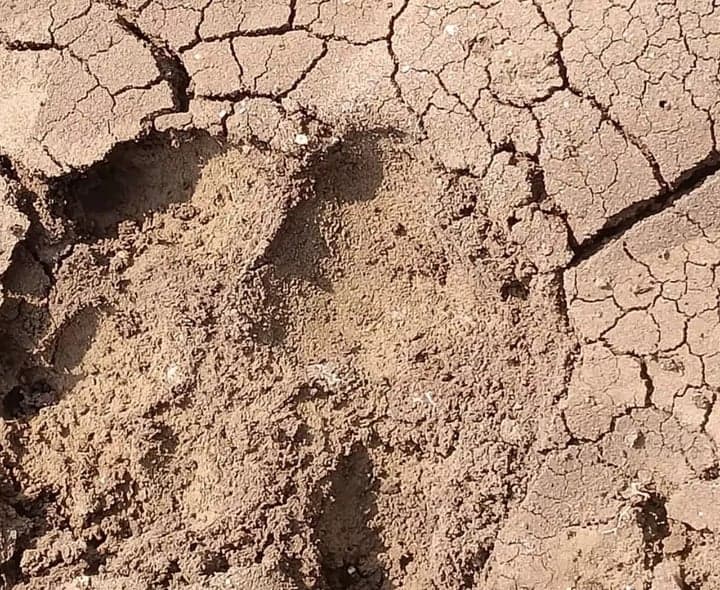 చిరుత సంచారంతో పల్సిలో భయాందోళన - Udayam
