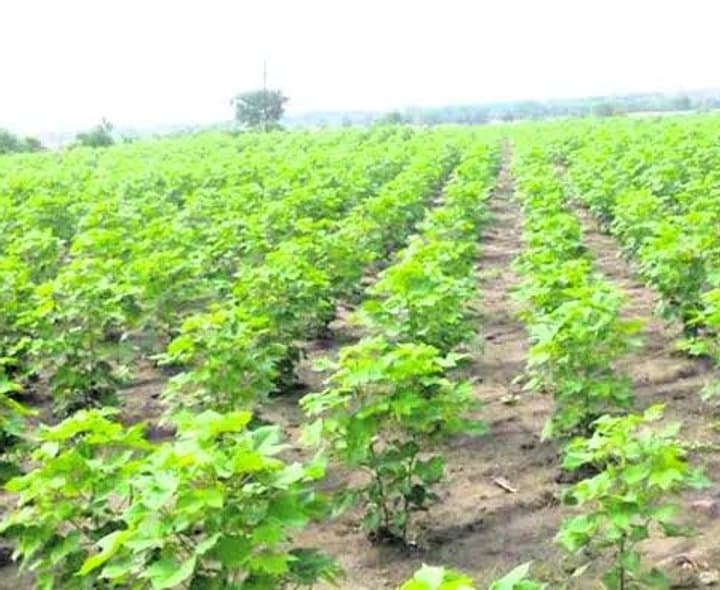 పత్తి రైతులకు ఏడీఏ సూచనలు