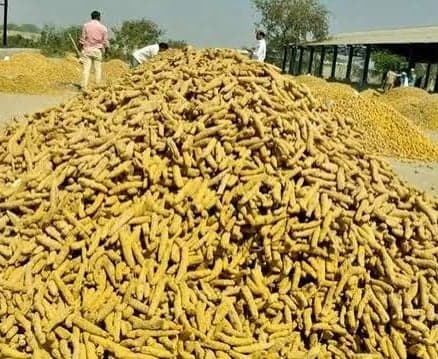 5 రోజుల్లో క్వింటా పసుపుపై రూ.6 వేల పెరుగుదల