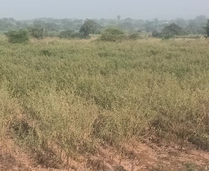బంట్వారంలో వర్షాలు లేక ఎండుతున్న కంది - Udayam