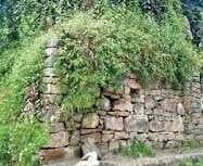 పాకాల అడవుల్లో నలుగురిని కాల్చిచంపారు