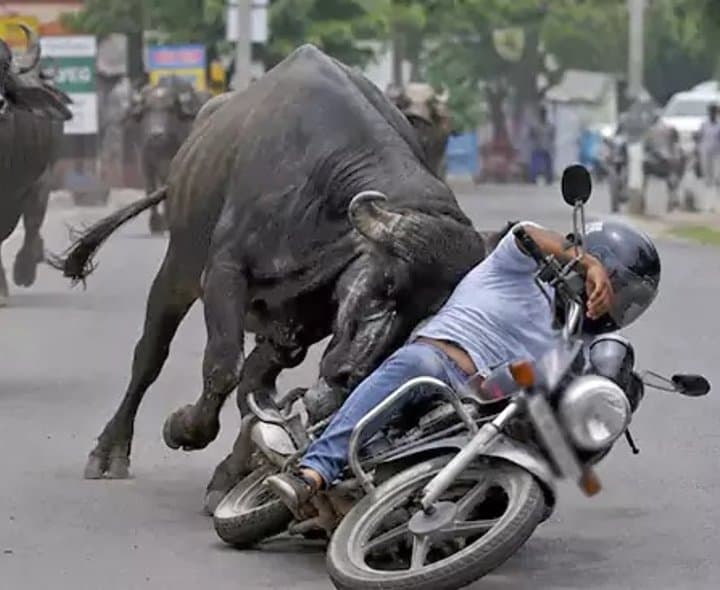 గేదెల దాడిలో యువకుడి మృతి