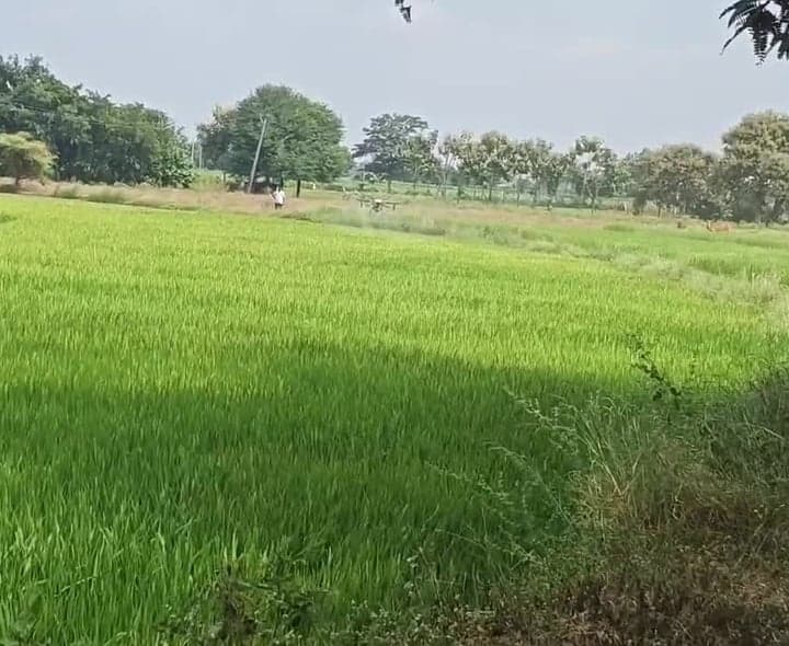 కూలీల కొరత.. డ్రోన్ ద్వారా మందుల పిచికారి - Udayam