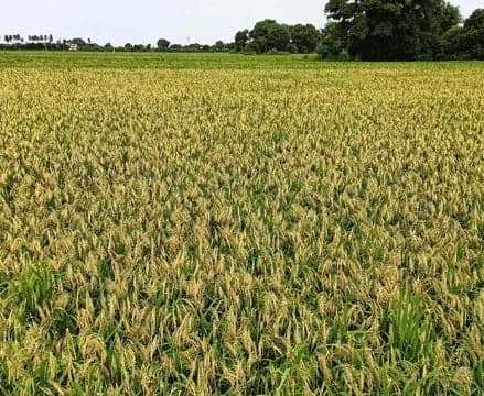 తుఫాను నష్టంపై అంచనాకు ఏపీకి కేంద్ర బృందం
