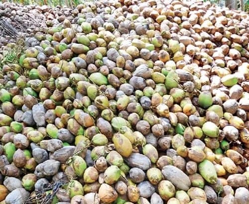 తగ్గిన కొబ్బరి ఎగుమతులు.. రైతుల ఆందోళన - Udayam