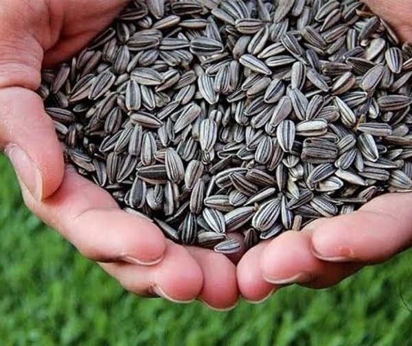 నకిలీ విత్తనాలపై నిఘా శూన్యం