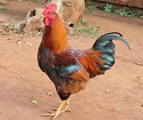 బోనాల జోష్: కోడి మాంసానికి భలే గిరాకీ