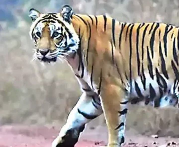 పులి మృతిపై అటవీ అధికారుల వైఫల్యం