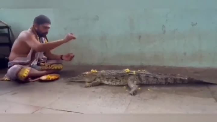 వర్షాలు కురవాలని మొసలికి పూజలు