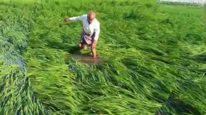 అర్ణబ్ తుఫాన్‌తో భారీగా పంట నష్టం