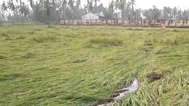 ముంపు పంటలను పరిశీలించిన సీఎం చంద్రబాబు