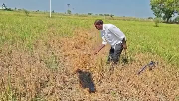 పంటను తగలబెట్టిన రైతు