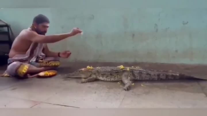వర్షాలు కురవాలని మొసలికి పూజలు