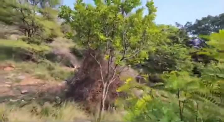 అడవిలో యువకుడి అస్థిపంజరం