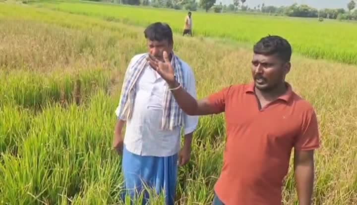 పశువులకు మేతగా మారిన పంట పొలాలు
