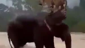 పులిని కాపాడిన ఏనుగు