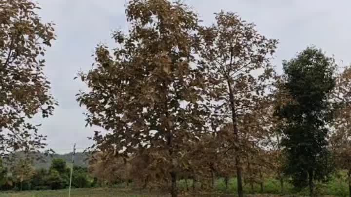 నిర్మల్‌లో పచ్చని అడవిపై పురుగుల దాడి
